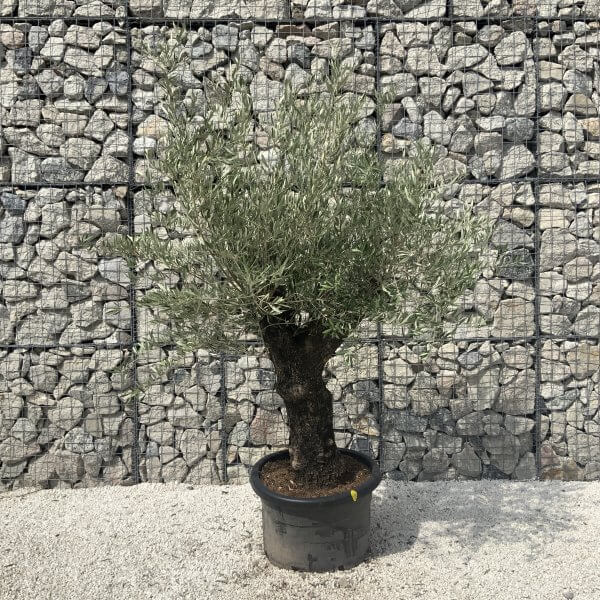 Gnarled Olive Tree J590 - Image 4