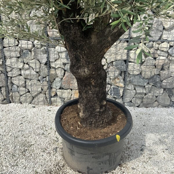 Gnarled Olive Tree J590 - Image 3