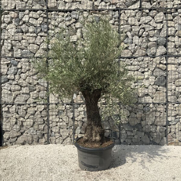 Gnarled Olive Tree J591 - Image 3