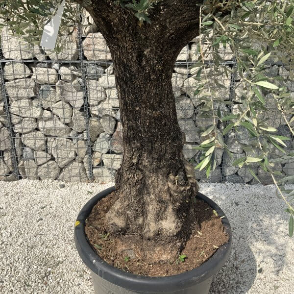 Gnarled Olive Tree J591 - Image 4