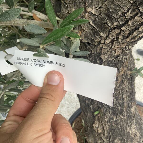 Gnarled Olive Tree J592 - Image 2