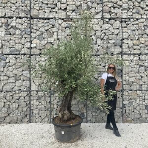 Gnarled Olive Tree J592