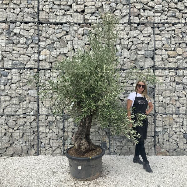 Gnarled Olive Tree J592