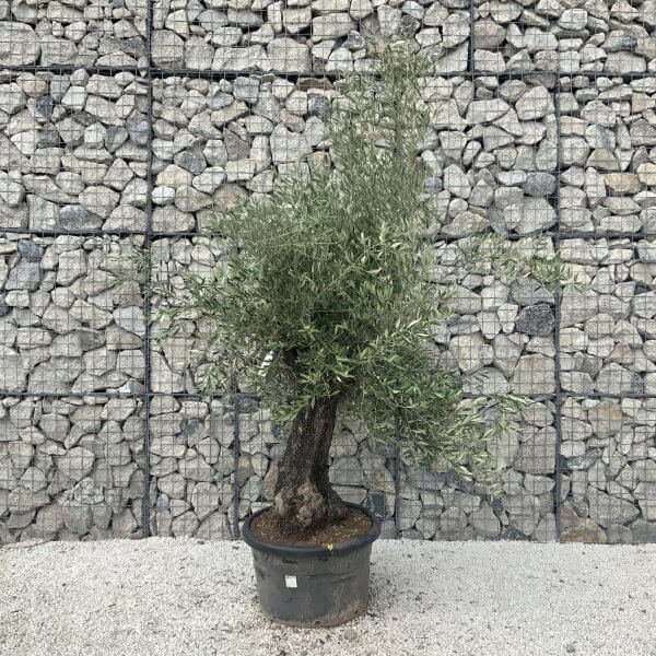 Gnarled Olive Tree J592 - Image 3