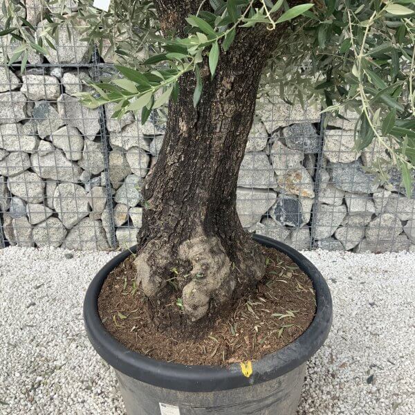 Gnarled Olive Tree J592 - Image 4