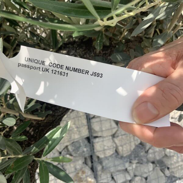 Gnarled Olive Tree J593 - Image 2
