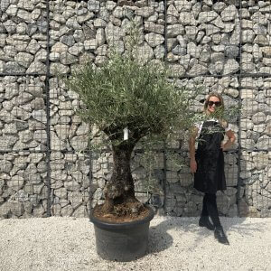 Gnarled Olive Tree J593