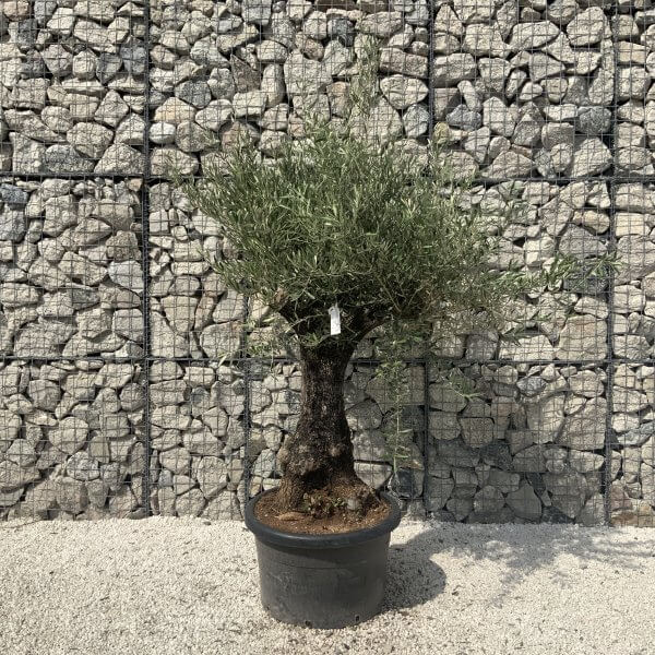 Gnarled Olive Tree J593 - Image 3