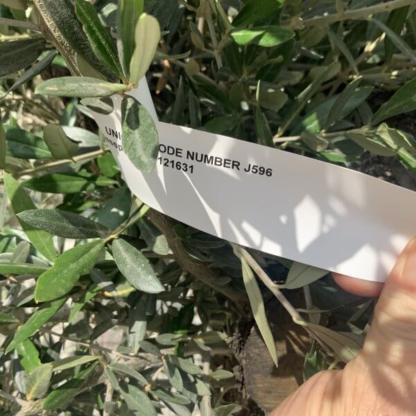 Gnarled Olive Tree J596 - Image 3