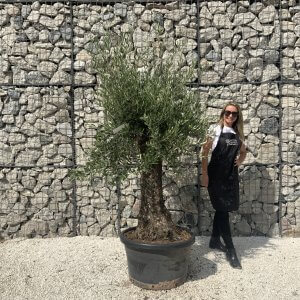 Gnarled Olive Tree J596