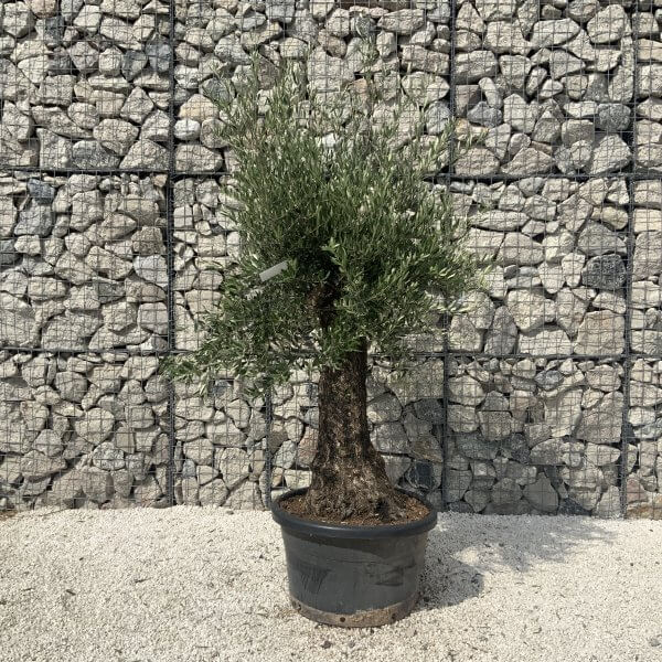 Gnarled Olive Tree J596 - Image 2