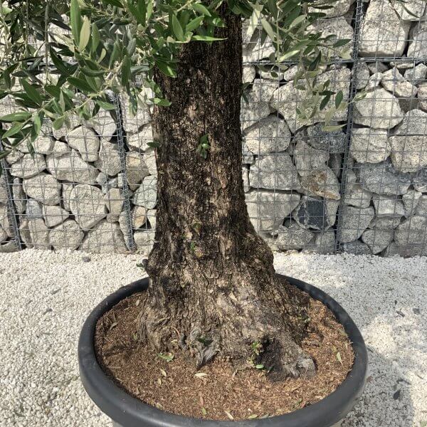 Gnarled Olive Tree J596 - Image 4