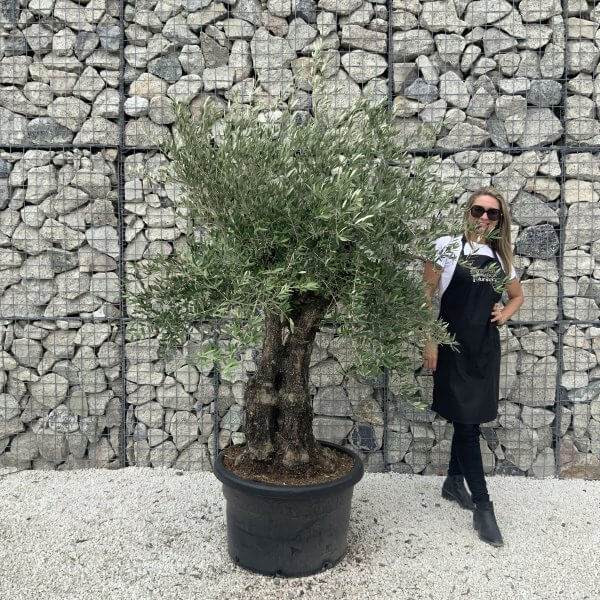Gnarled Olive Tree J597