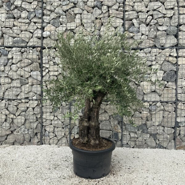 Gnarled Olive Tree J597 - Image 3