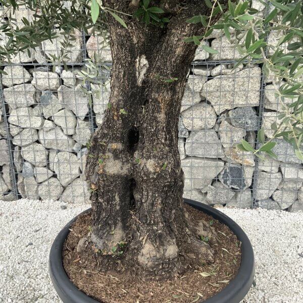 Gnarled Olive Tree J597 - Image 4