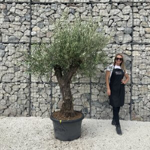Gnarled Olive Tree J600