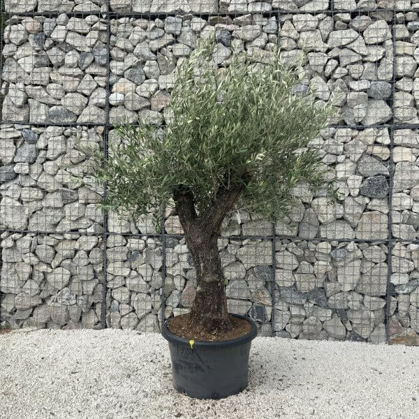Gnarled Olive Tree J600 - Image 3