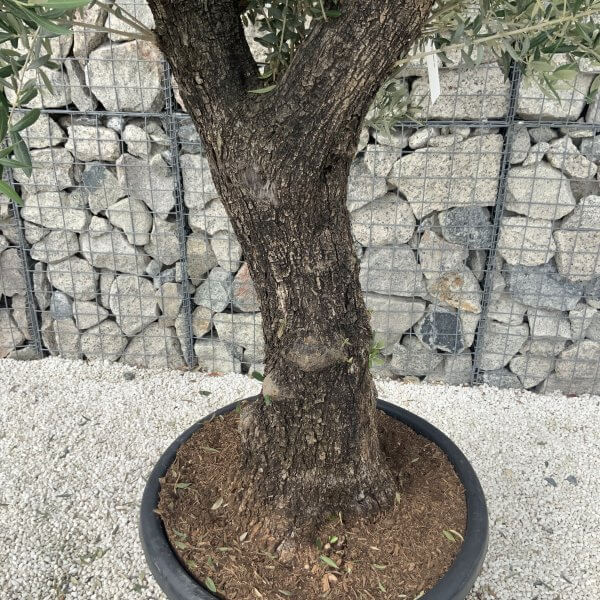 Gnarled Olive Tree J600 - Image 4