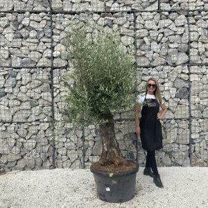 Gnarled Olive Tree J601