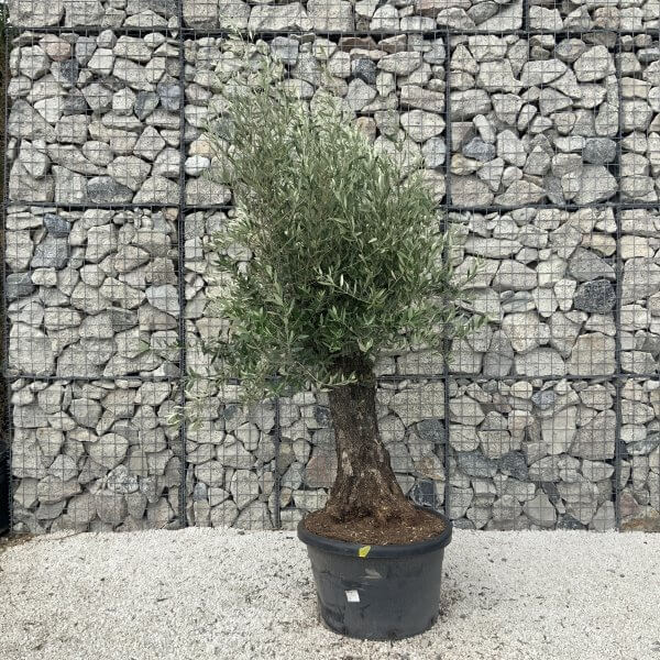 Gnarled Olive Tree J601 - Image 4