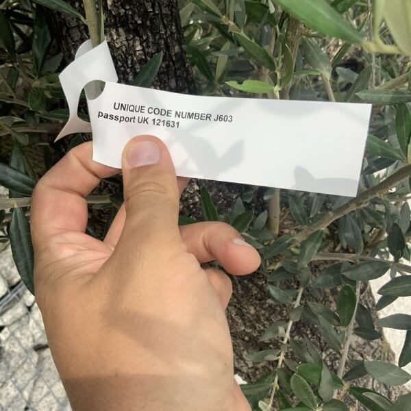 Gnarled Olive Tree J603 - Image 2