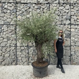 Gnarled Olive Tree J603