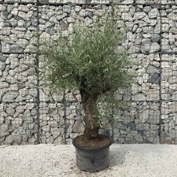 Gnarled Olive Tree J603 - Image 3