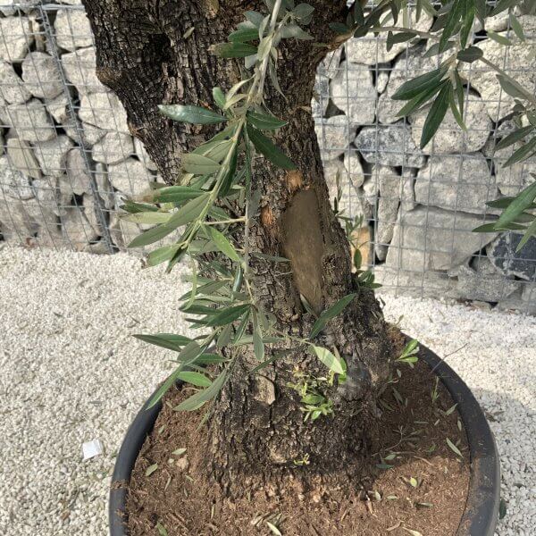 Gnarled Olive Tree J603 - Image 4