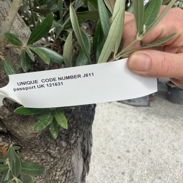 Gnarled Olive Tree J611 - Image 2