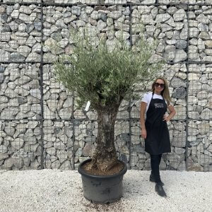 Gnarled Olive Tree J611