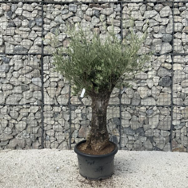 Gnarled Olive Tree J611 - Image 3