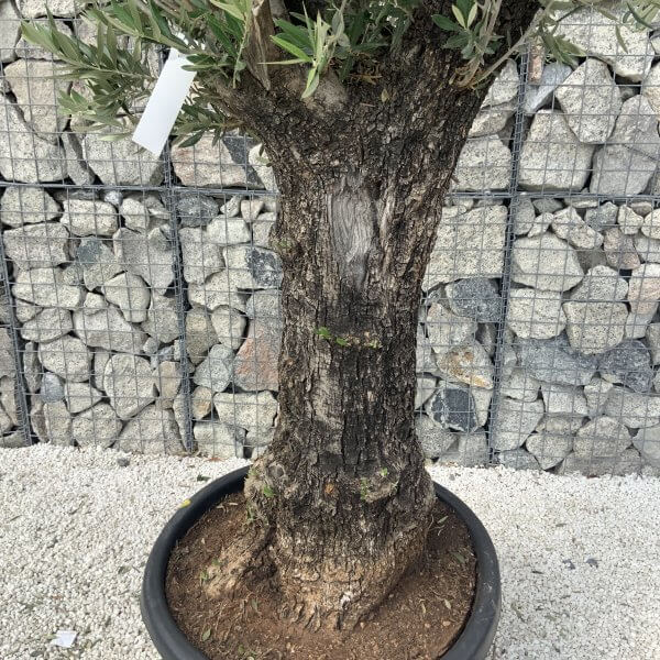 Gnarled Olive Tree J611 - Image 4