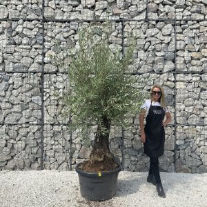 Gnarled Olive Tree J620
