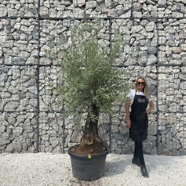 Gnarled Olive Tree J620