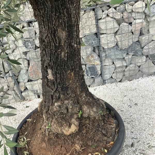 Gnarled Olive Tree J620 - Image 3