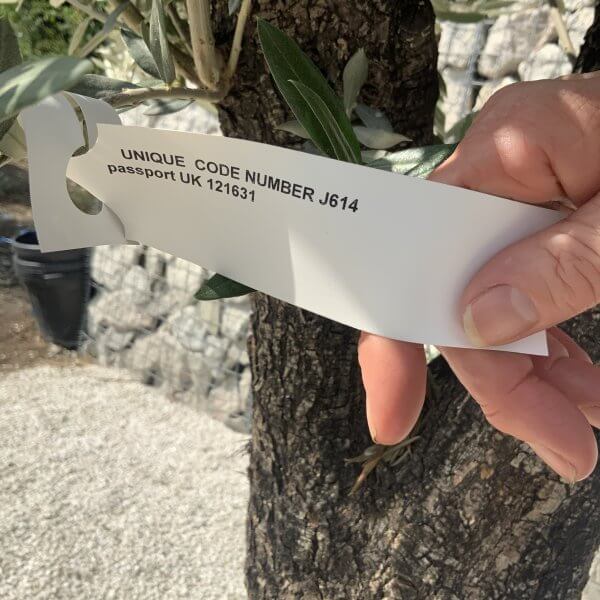 Gnarled Olive Tree J614 - Image 2