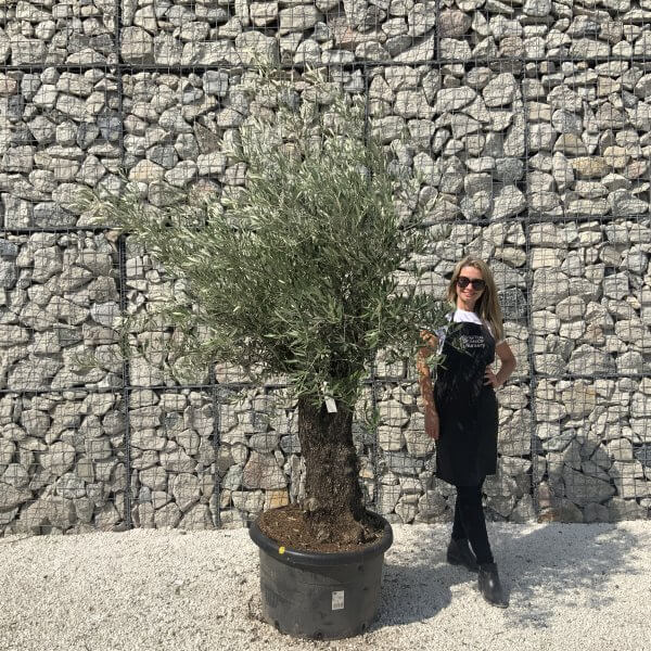 Gnarled Olive Tree J614