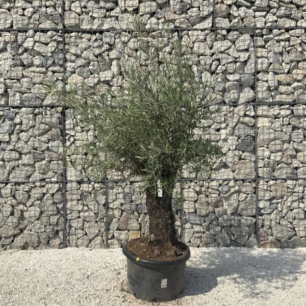 Gnarled Olive Tree J614 - Image 3