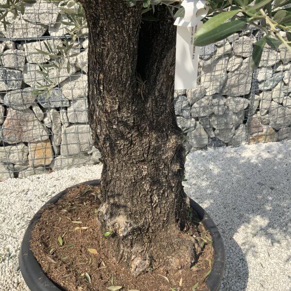 Gnarled Olive Tree J614 - Image 4