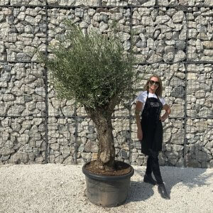 Gnarled Olive Tree J615