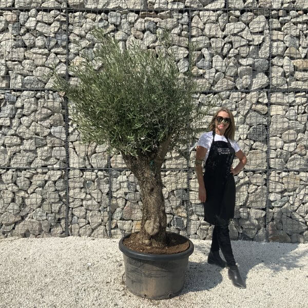 Gnarled Olive Tree J615