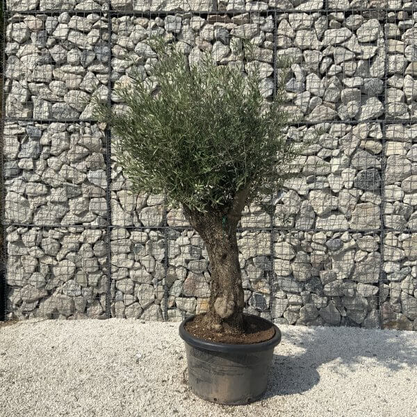 Gnarled Olive Tree J615 - Image 4