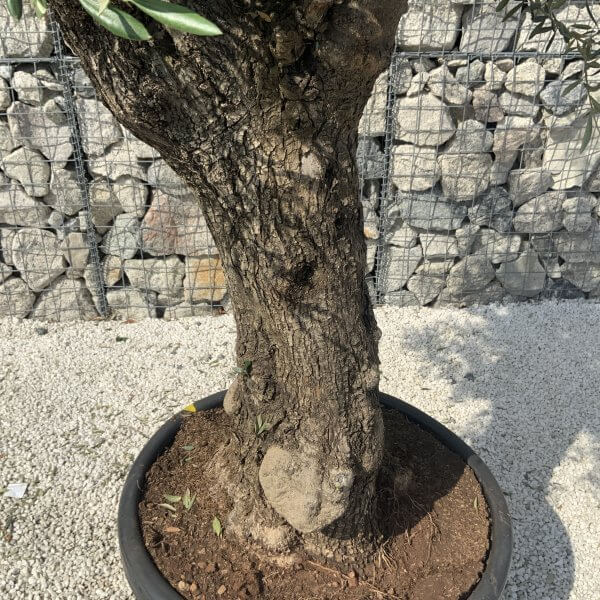 Gnarled Olive Tree J615 - Image 3
