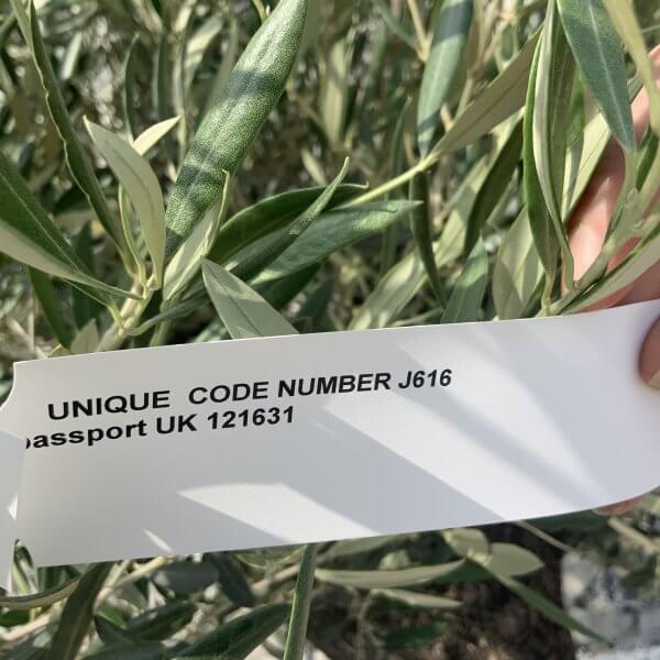 Gnarled Olive Tree J616 - Image 2