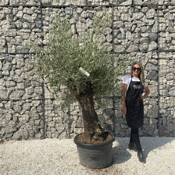 Gnarled Olive Tree J616