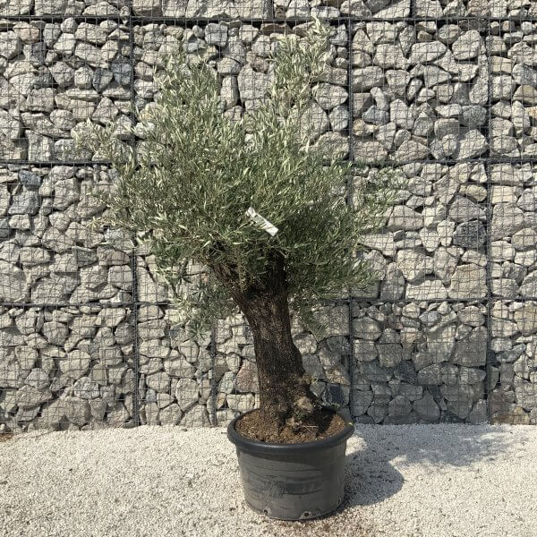 Gnarled Olive Tree J616 - Image 3