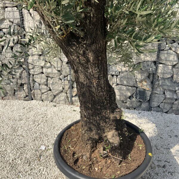 Gnarled Olive Tree J616 - Image 4
