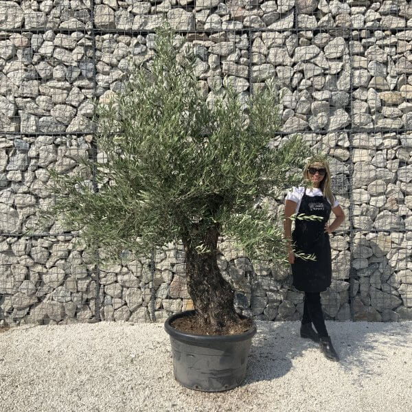 Gnarled Olive Tree J617