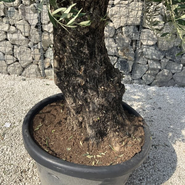 Gnarled Olive Tree J617 - Image 3