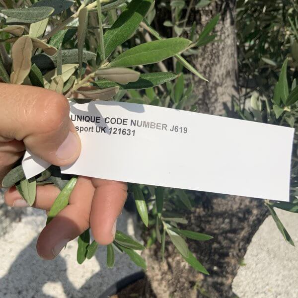 Gnarled Olive Tree J618 - Image 2
